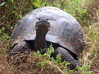 Gálapagos - Tortugas