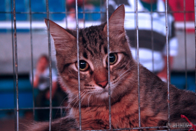 Expo Felina 2012 07