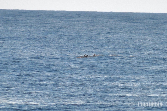 Delfines en el Malecón 00
