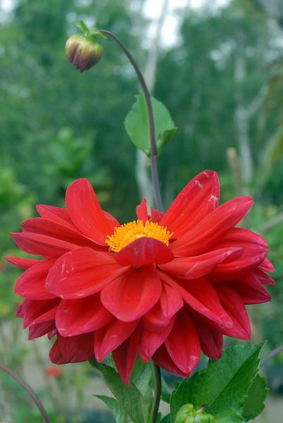La flora es exclusiva en la Gran Piedra