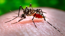 El mosquito Aedes aegypti transmisor del dengue 