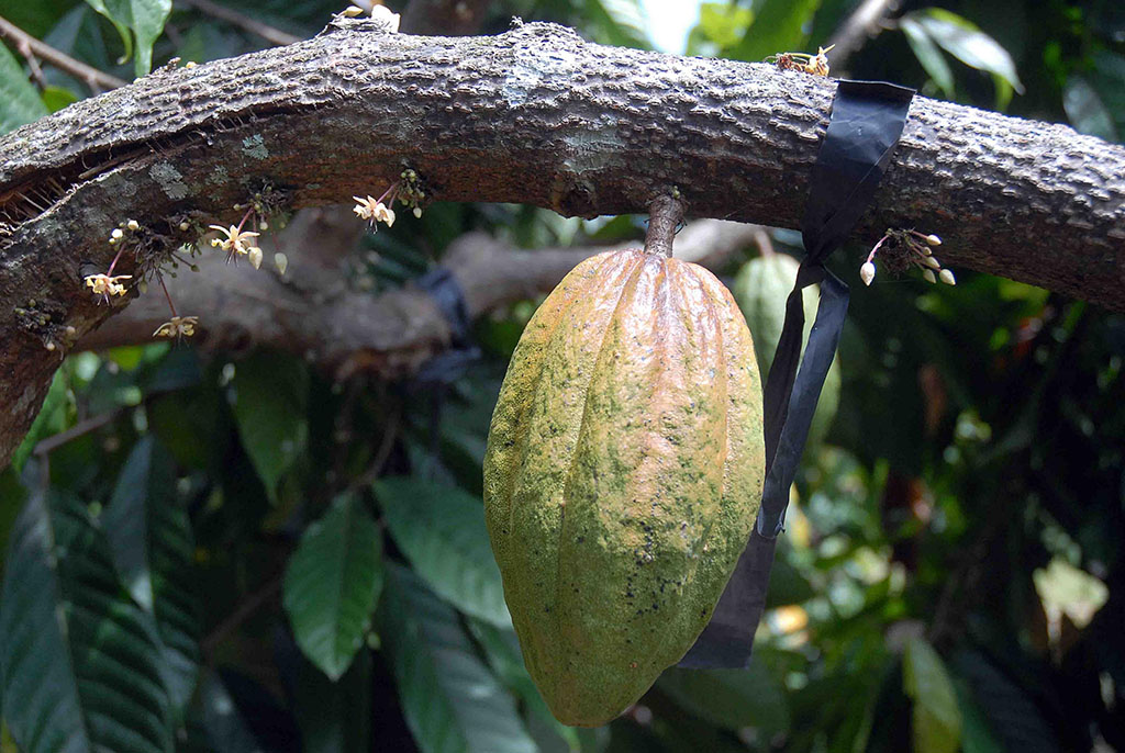 Planta de cacao