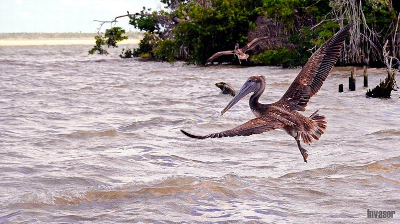 Aves-laguna larga