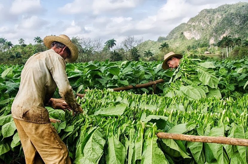 Producción de tabaco en Cuba