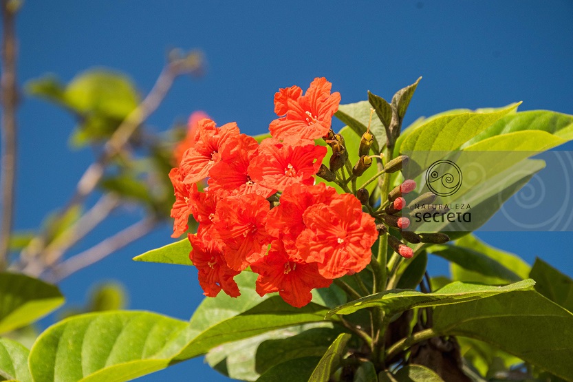 Flora cubana