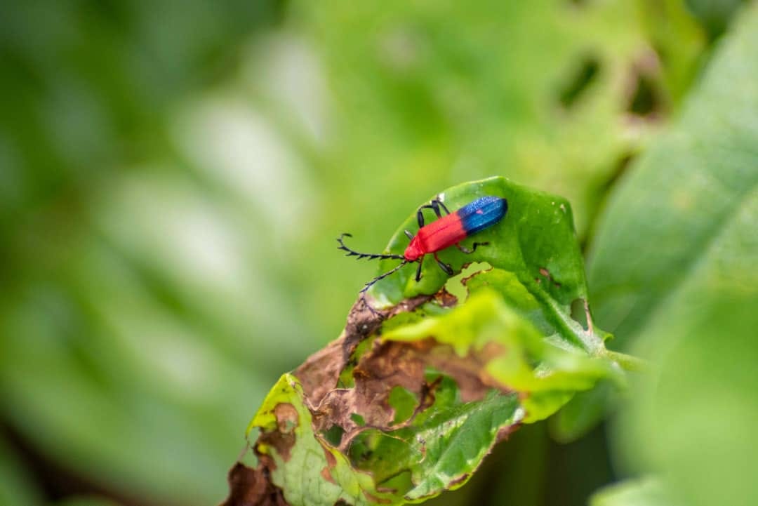 Los insectos figuran entre los animales más exitosos.