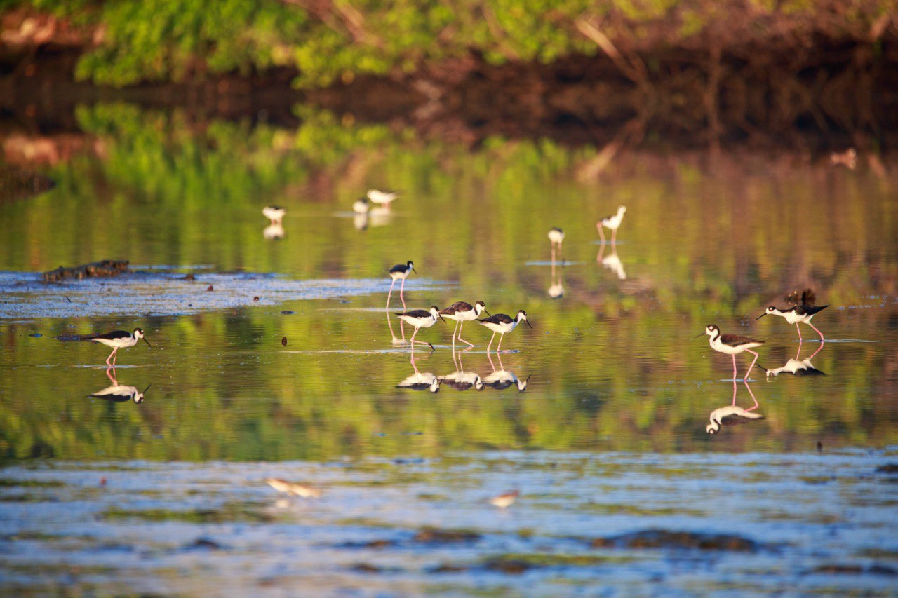 Ecosistema de manglar 