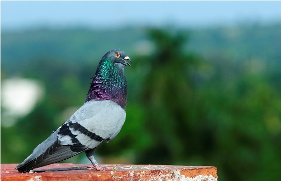Atletas del aire: peligros que asechan a las palomas de vuelo Atletas del aire: peligros que asechan a las palomas de vuelo