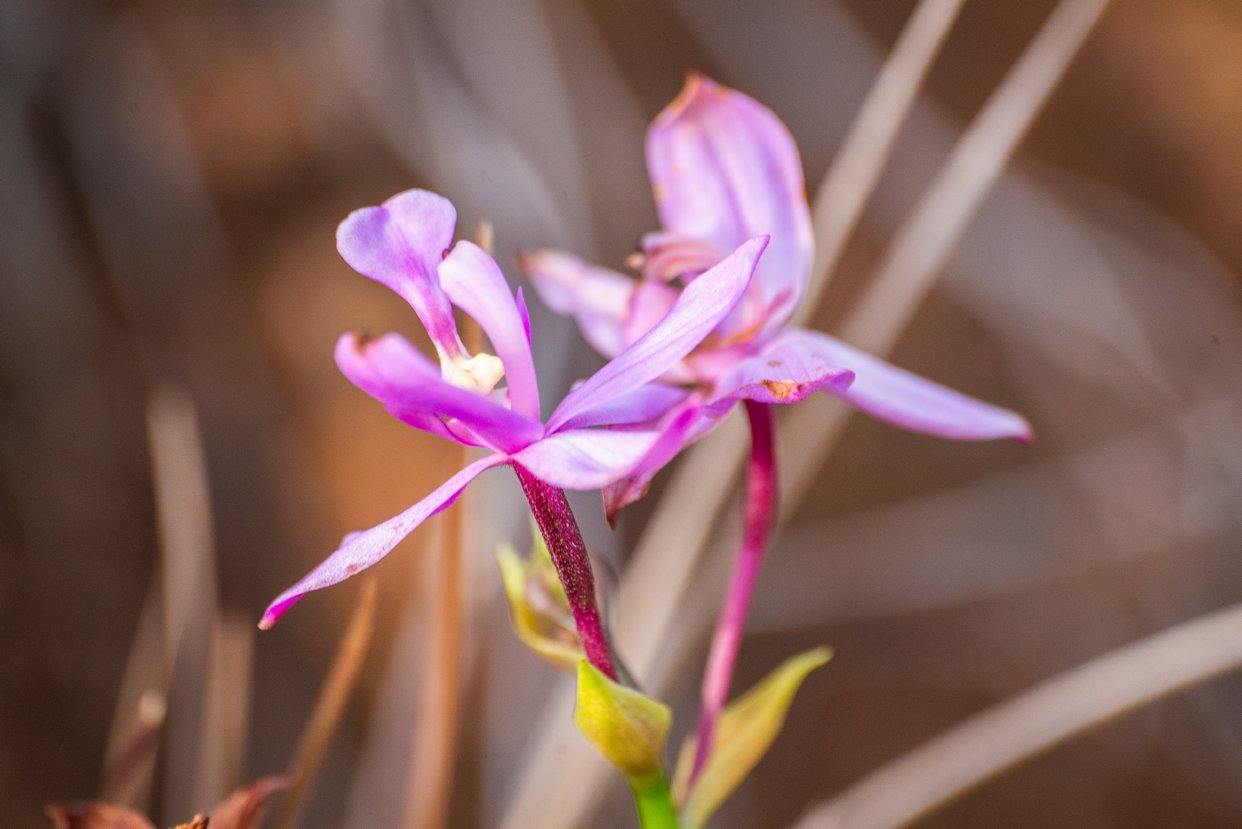 Orquídeas por el camino