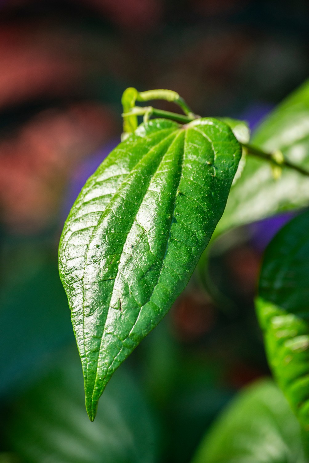 Ocho metros de botánica costera