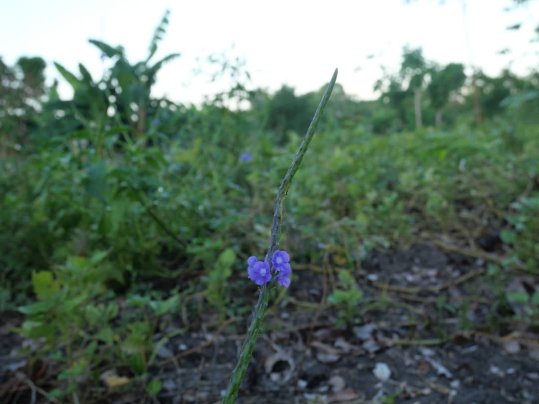 Florido amanecer en la campiña (+Fotos) 
