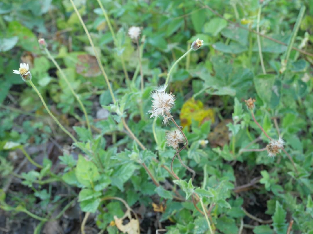 Florido amanecer en la campiña (+Fotos) 