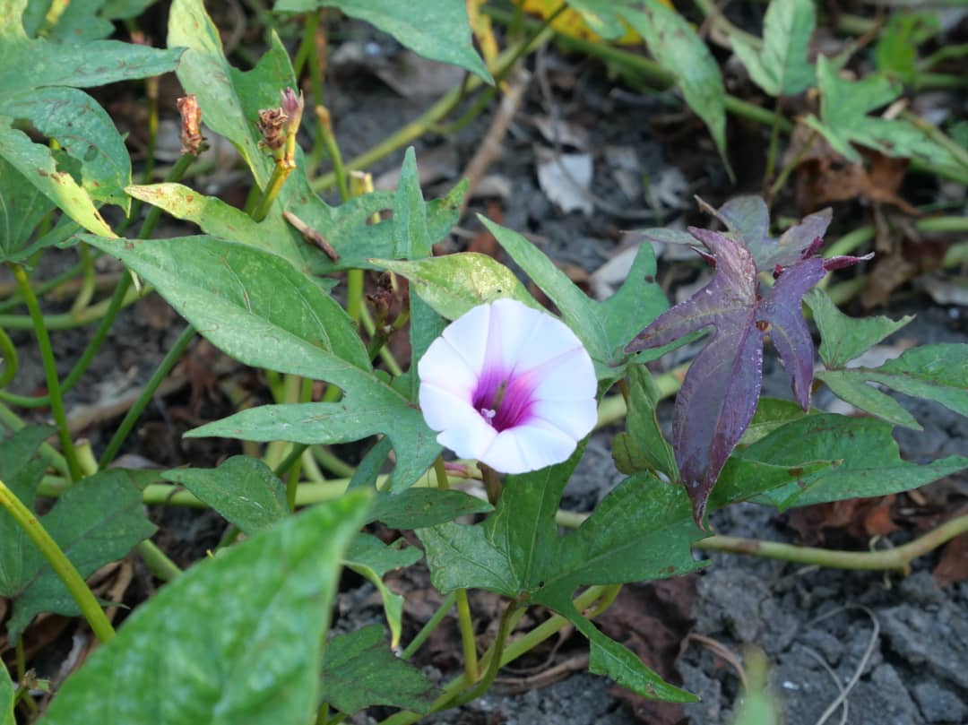 Florido amanecer en la campiña (+Fotos) 